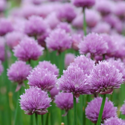 Allium shoenoprasum