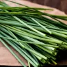 Allium shoenoprasum