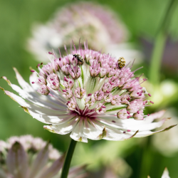 Astrantia major