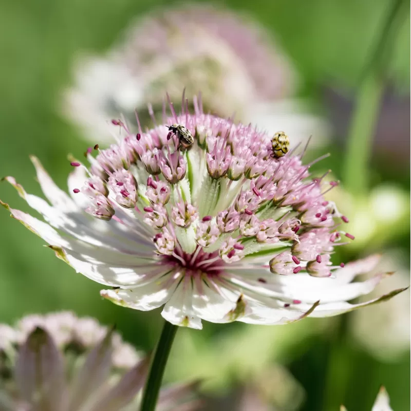 Astrantia major