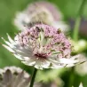 Astrantija - Astrantia major