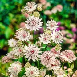 Astrantia major