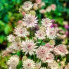 Astrantia major
