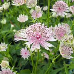 Astrantija - Astrantia major