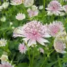 Astrantija - Astrantia major