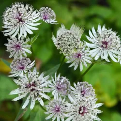 Astrantija - Astrantia major