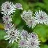 Astrantija - Astrantia major