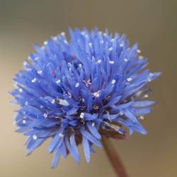 Jasione laevis BLAULICHT