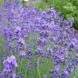 Tikroji levanda - Lavandula angustifolia LITTLE LADY