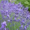 Tikroji levanda - Lavandula angustifolia LITTLE LADY