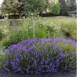 Tikroji levanda - Lavandula angustifolia LITTLE LADY