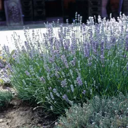 Lavandula angustifolia LITTLE LADY