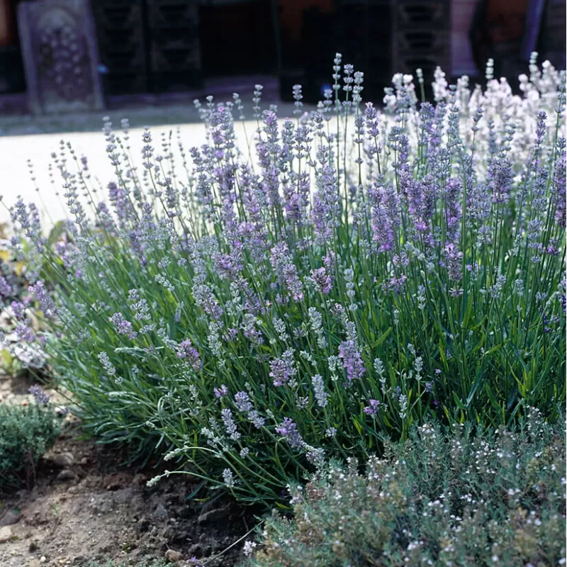 Tikroji levanda - Lavandula angustifolia LITTLE LADY