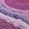 Phlox subulata CRIMSON BEAUTY