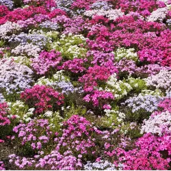 Ylalapis flioksas - Phlox subulata CRIMSON BEAUTY