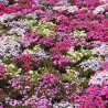 Phlox subulata CRIMSON BEAUTY