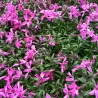 Phlox subulata CRIMSON BEAUTY