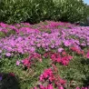 Phlox subulata CRIMSON BEAUTY