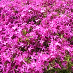 Ylalapis flioksas - Phlox subulata CRIMSON BEAUTY