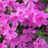 Phlox subulata CRIMSON BEAUTY