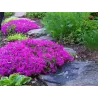 Ylalapis flioksas - Phlox subulata CRIMSON BEAUTY