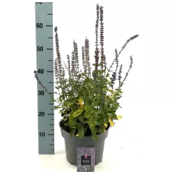 Salvia nemorosa OSTFRIESLAND
