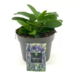 Varpotoji veronika - Veronica spicata ULSTER DWARF BLUE (BABY BLUE)