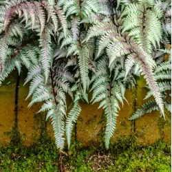 Japoninis blužniapapartis - Athyrium nipponicum SILVER FALLS