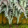 Athyrium nipponicum SILVER FALLS