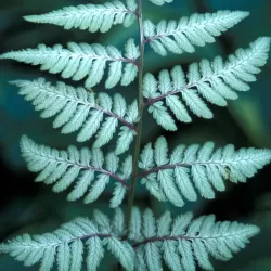 Japoninis blužniapapartis - Athyrium nipponicum SILVER FALLS