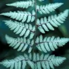 Athyrium nipponicum SILVER FALLS