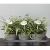 Japoninis blužniapapartis - Athyrium nipponicum SILVER FALLS