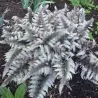 Athyrium nipponicum SILVER FALLS