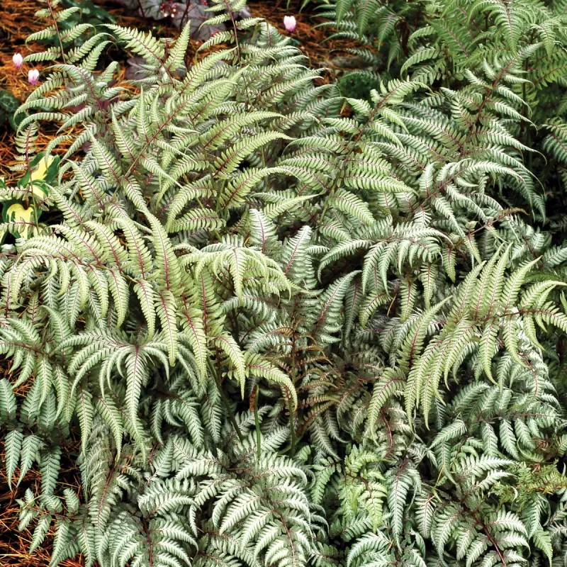 Japoninis blužniapapartis - Athyrium nipponicum SILVER FALLS Japoninis blužniapapartis - Athyrium nipponicum SILVER FALLS