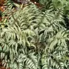 Athyrium nipponicum SILVER FALLS