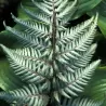 Japoninis blužniapapartis - Athyrium nipponicum SILVER FALLS
