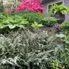 Japoninis blužniapapartis - Athyrium nipponicum SILVER FALLS