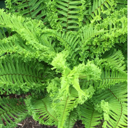 Dekoratyviniai augalai internetu