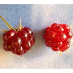 Šiaurinė katuogė (arktinė avietė) - Rubus arcticus SOFIA