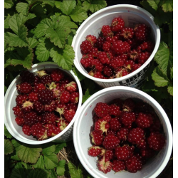 Šiaurinė katuogė (arktinė avietė) - Rubus arcticus SOFIA