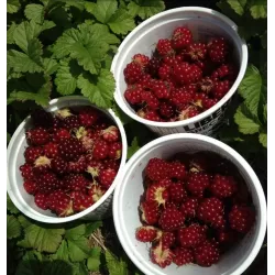 Šiaurinė katuogė (arktinė avietė) - Rubus arcticus SOFIA