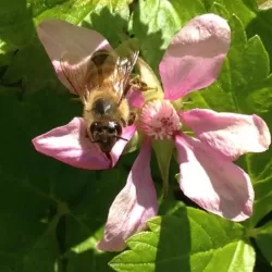 Šiaurinė katuogė (arktinė avietė) - Rubus arcticus SOFIA