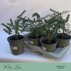 Retų ir egzotinių augalų prekyba internetu ir pristatymas į namus