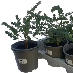 Eukaliptas - Eucalyptus pulverulenta