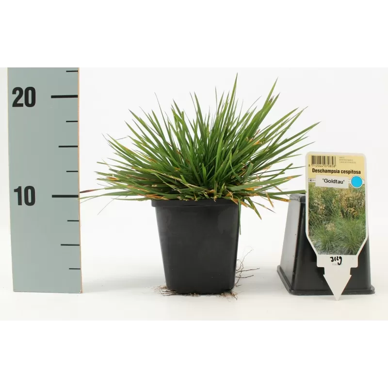 Kupstinė šluotsmilgė - Deschampsia cespitosa GOLDTAU