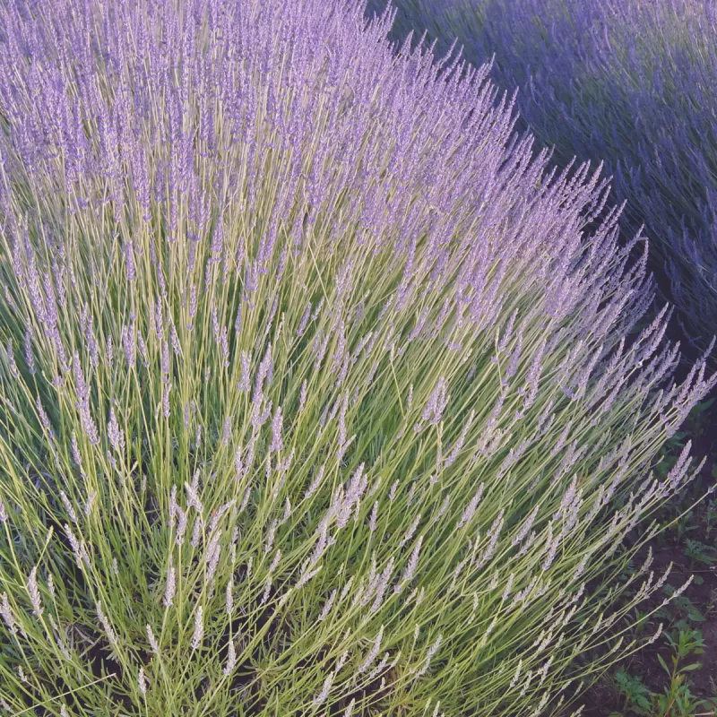 Lavandula intermedia mix