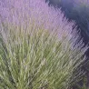 Lavandula intermedia mix