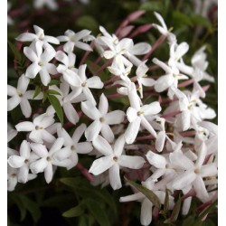 Gausiažiedis jazminaitis - Jasminum polyanthum