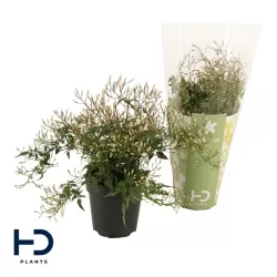 Gausiažiedis jazminaitis - Jasminum polyanthum