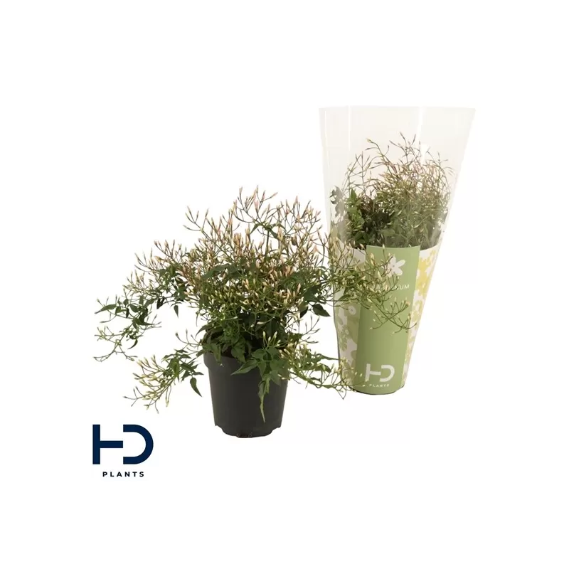 Gausiažiedis jazminaitis - Jasminum polyanthum